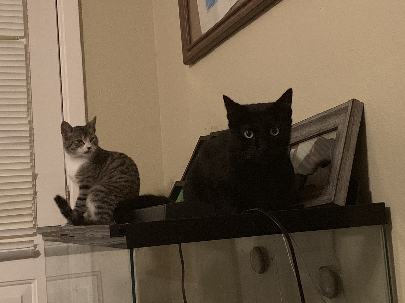 htbagheera2