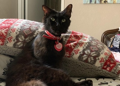 Houston Humane Society | Happy Tail Baheera