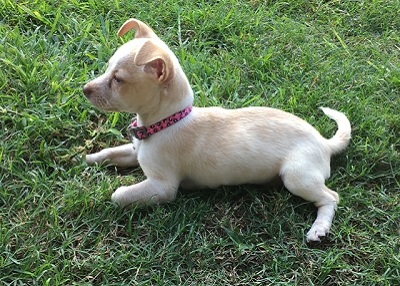 Houston Humane Society | Happy Tail Bailey
