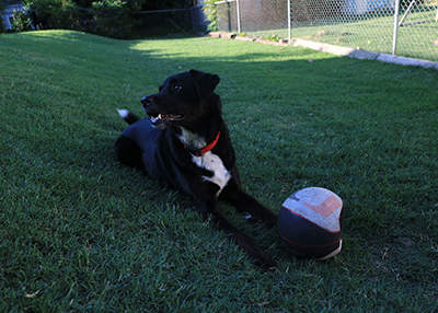 Houston Humane Society | Happy Tail Bandit