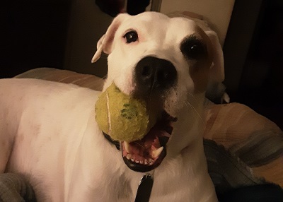 Houston Humane Society | Happy Tail BB