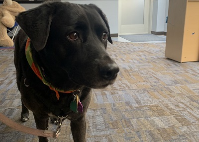 Houston Humane Society | Happy Tail Bear