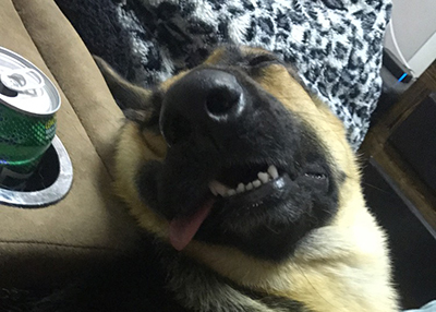 Houston Humane Society | Happy Tail Bear