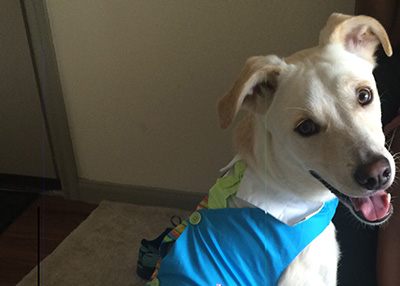Houston Humane Society | Happy Tail Beau