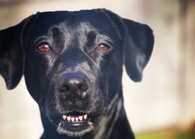 Houston Humane Society | Happy Tail Bella