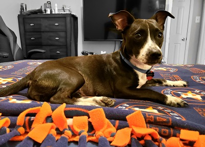 Houston Humane Society | Happy Tail Bella