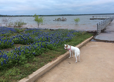 Houston Humane Society | Happy Tail Bella