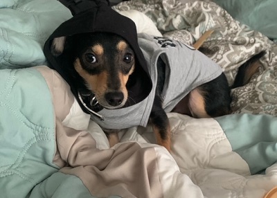 Houston Humane Society | Happy Tail Benjamin