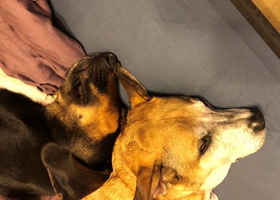 Houston Humane Society | Happy Tail Max and Benji