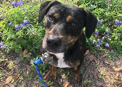 Houston Humane Society | Happy Tails Bernoulli