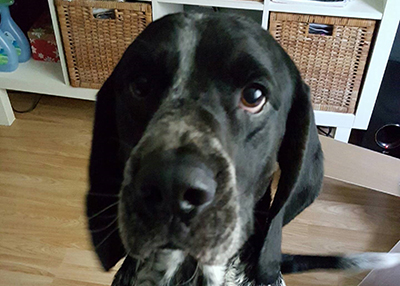 Houston Humane Society | Happy Tail Blue