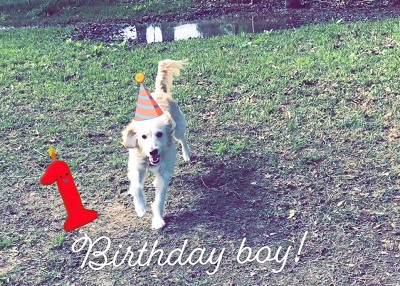 Houston Humane Society | Happy Tail Bolt