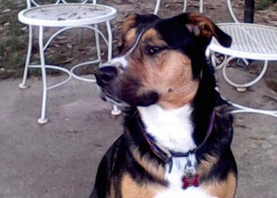 Houston Humane Society | Happy Tail Boomer