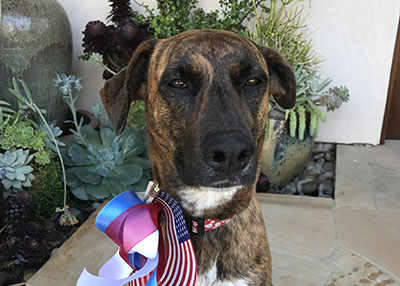 Houston Humane Society | Happy Tail Brindi