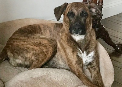 Houston Humane Society | Happy Tail Brindi