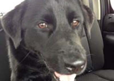 Houston Humane Society | Happy Tail Brody