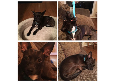 Houston Humane Society | Happy Tail Brown Sugar