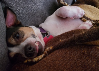Houston Humane Society | Happy Tail Bruce