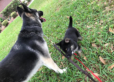 Houston Humane Society | Happy Tail Buddy