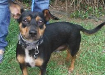 Houston Humane Society | Happy Tail Bullseye