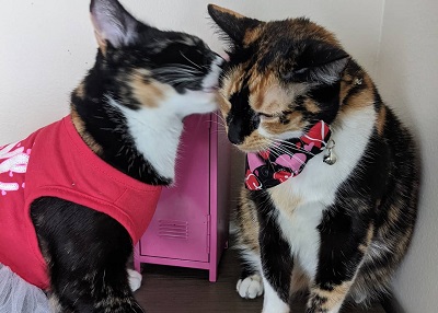 Houston Humane Society | Happy Tail Calico & Cleo