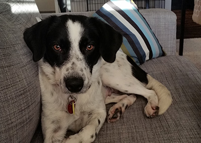 Houston Humane Society | Happy Tail Callie