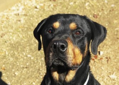 Houston Humane Society | Happy Tail Cash