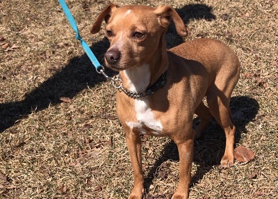 Houston Humane Society | Happy Tail Chaco