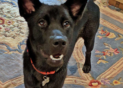 Houston Humane Society | Happy Tail Jack
