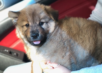 Houston Humane Society | Happy Tail Charlie