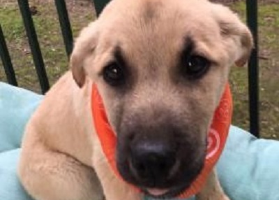 Houston Humane Society | Happy Tail Charlie