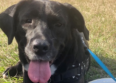 Houston Humane Society | Happy Tail Chhaya