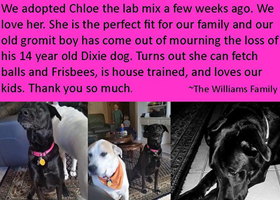 Houston Humane Society | Happy Tails Chloe