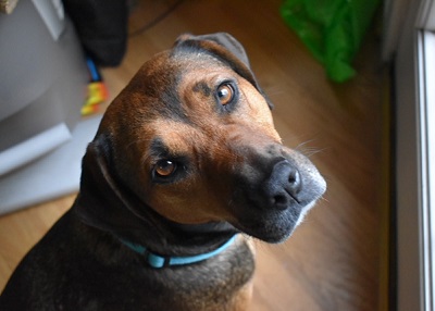 Houston Humane Society | Happy Tail Cici