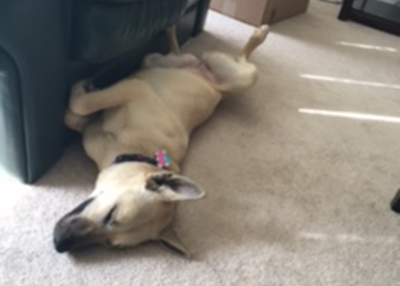 Houston Humane Society | Happy Tail Clara