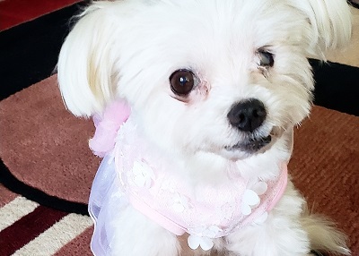 Houston Humane Society | Happy Tail Gracelynn Clary
