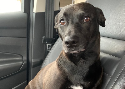 Houston Humane Society | Happy Tail Coco