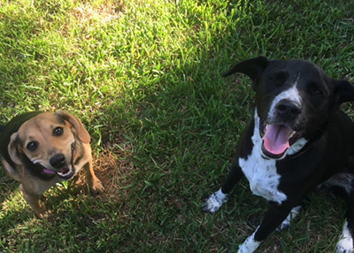 Houston Humane Society | Happy Tail Cosita and Oreo