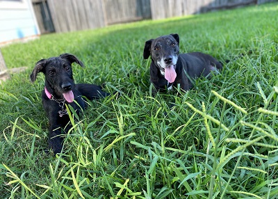 Houston Humane Society | Happy Tail Credence