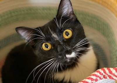 Houston Humane Society | Happy Tail Cricket