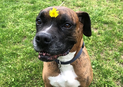 Houston Humane Society | Happy Tail Cushing