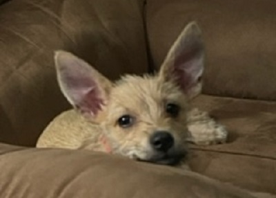 Houston Humane Society | Happy Tail Daisy