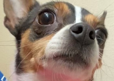 Houston Humane Society | Happy Tail Daisy
