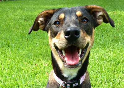 Houston Humane Society | Dakota's Happy Tail