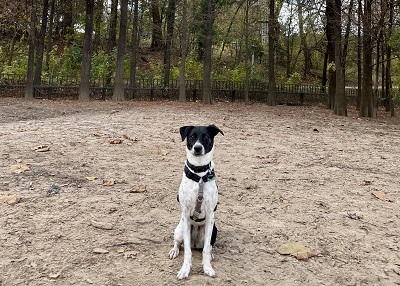 Houston Humane Society | Happy Tail Daphne