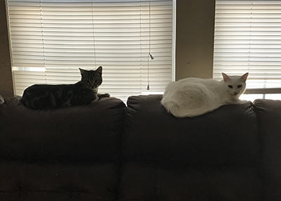 Houston Humane Society | Happy Tail Darth Vader and Princess Leia