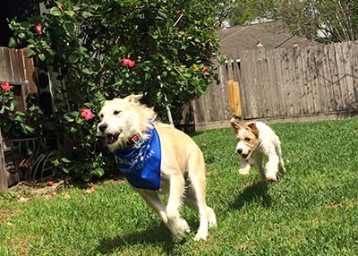 Houston Humane Society | Happy Tail Diesel