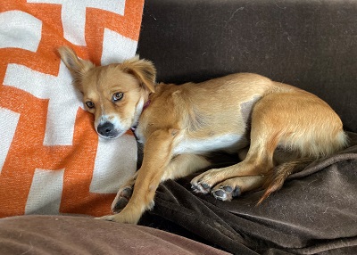 Houston Humane Society | Happy Tail Dixie
