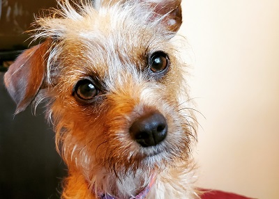 Houston Humane Society | Doily