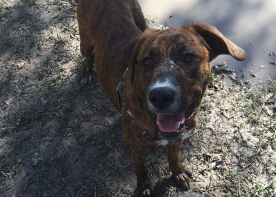 Houston Humane Society Happy Tail Donovan